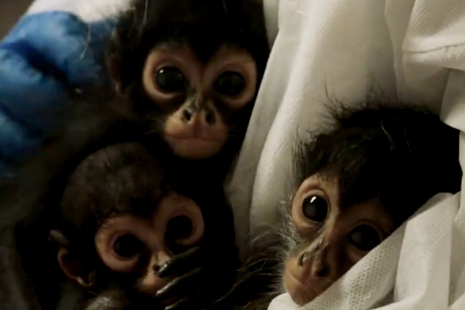 Trio of confiscated baby spider monkeys are recovering well at the San Diego Zoo
