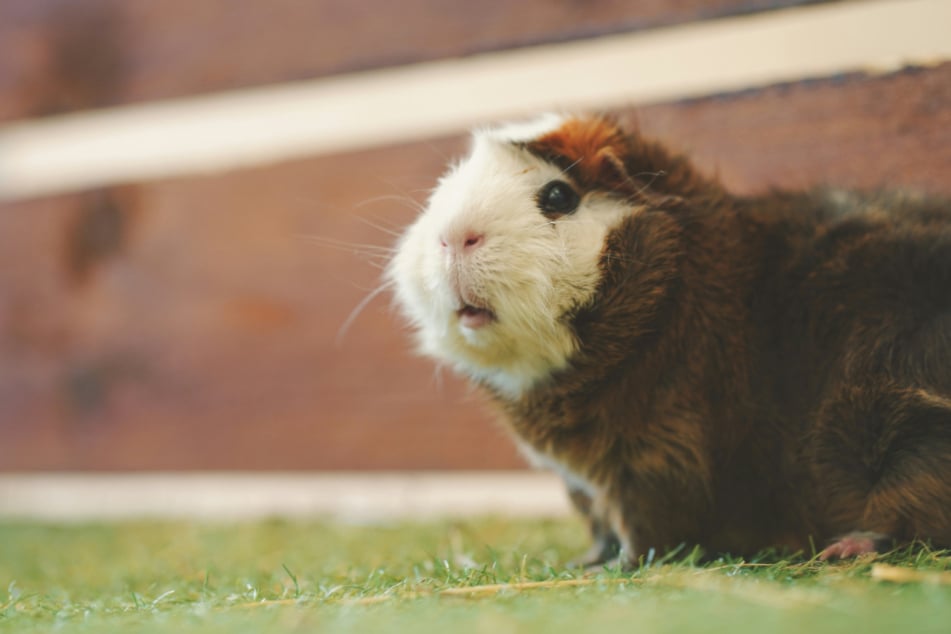 Was hat es zu bedeuten, wenn Meerschweinchen popcornen?