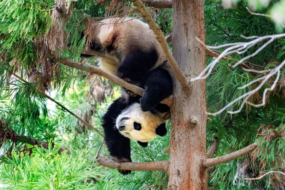 Giant Panda Xiao Qi Ji hangs upside down from a tree in its enclosure at the Smithsonian’s National Zoo in Washington DC on November 7, 2023, on the panda's final day of viewing before returning to China.