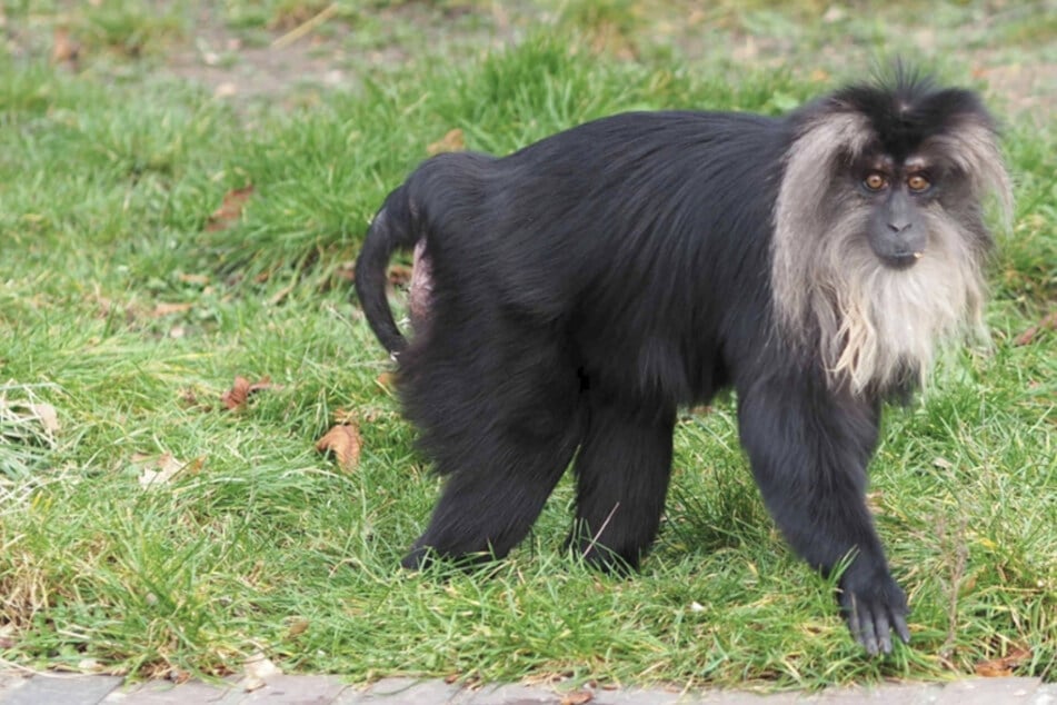 Leipzig: "Der Affe ist nicht wieder da": Ruma (15) aus Leipziger Zoo weiter verschwunden
