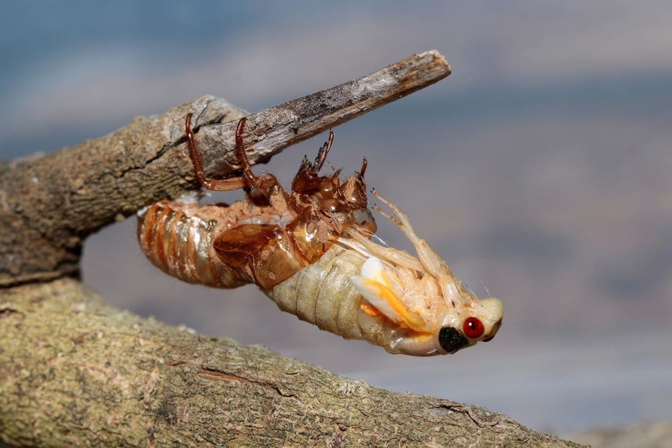Brood XIX cicada seen emerging from its shell in Huntsville, Alabama on May 10, 2024.