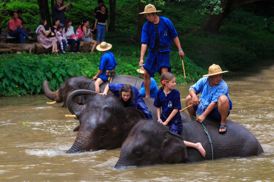 Baden mit Elefanten gehört für viele Touristen zu einem Thailand-Urlaub einfach dazu. Nun kam es zu einem schrecklichen Unglück. (Archivbild)