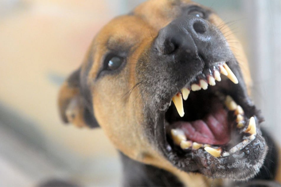 Der beige-hellbraune Hund rannte unvermittelt auf den kleineren Familienhund zu. (Symbolfoto)