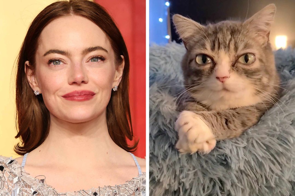Dwarf cat goes viral for her adorable resemblance to Emma Stone!