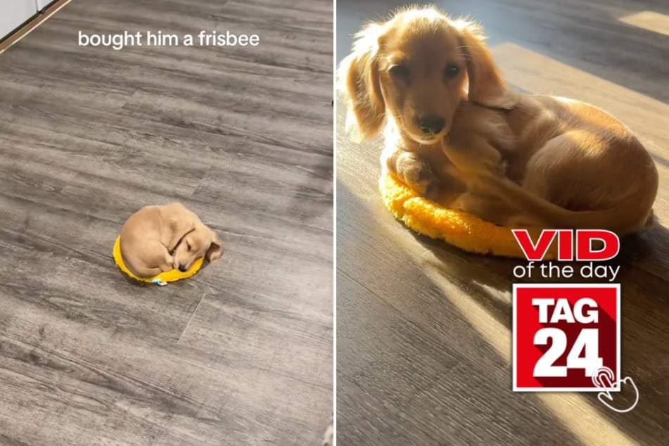 viral videos: Viral Video of the Day for August 17, 2025: Dog turns frisbee into cutest bed ever in viral TikTok!