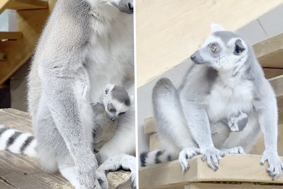 Wie niedlich! Dieser süße Nachwuchs tobt ab jetzt durch Hagenbeck