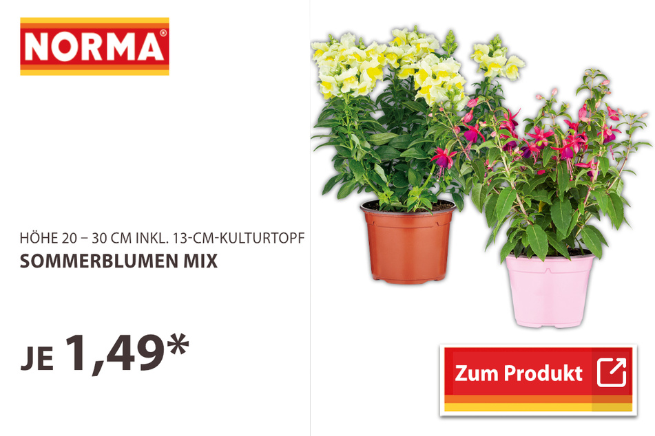 Sommerblumen Mix