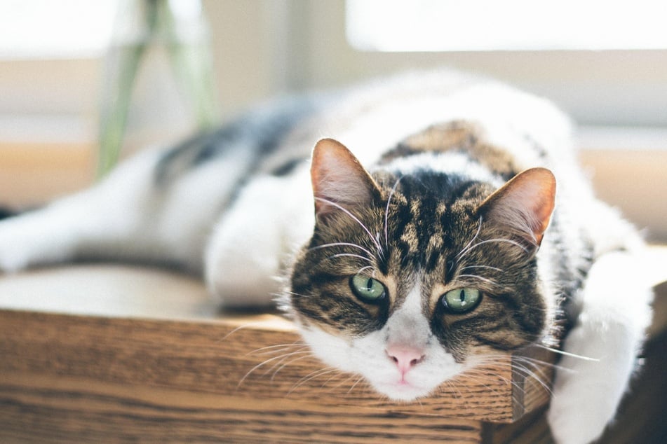 How long can you expect your cat to live?