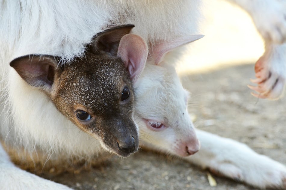 Auch ein braunes Känguru macht es sich im Beutel der Albino-Mama bequem.