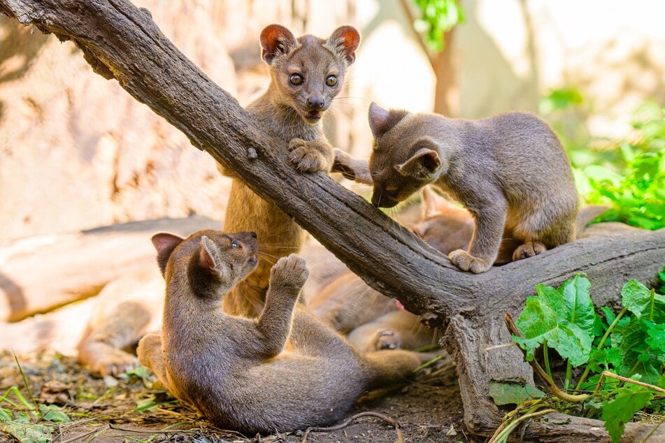 Das junge Fossa-Trio erkundet zurzeit sein Gehege im Duisburger Zoo.