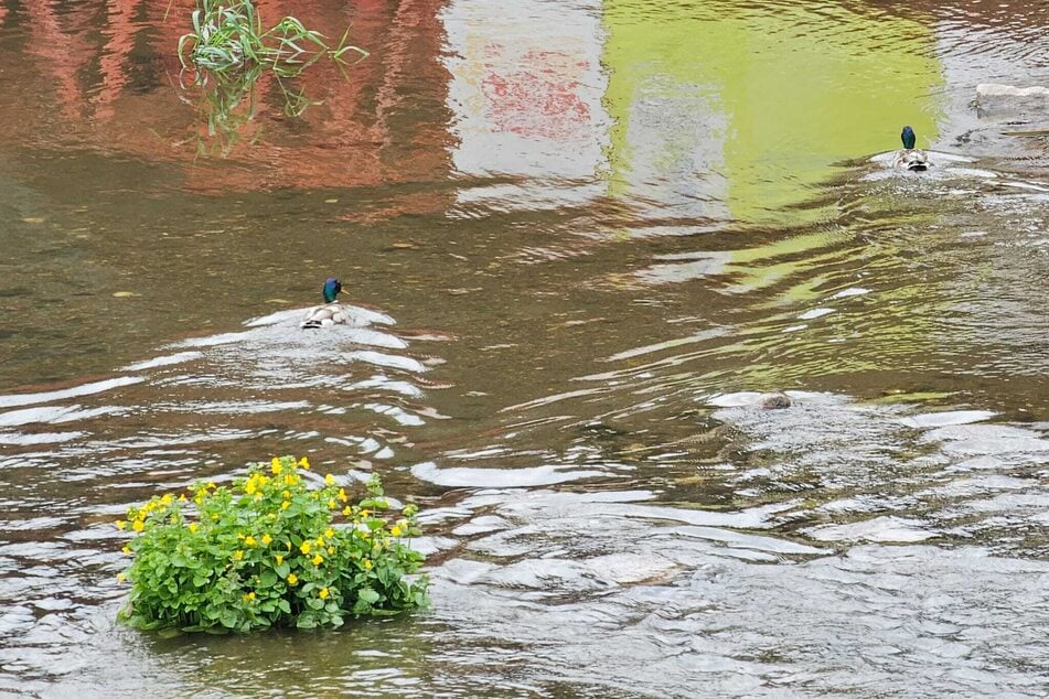 Die Gräser schauen aus dem Wasser, Enten schwimmen gemütlich über den Fluss.