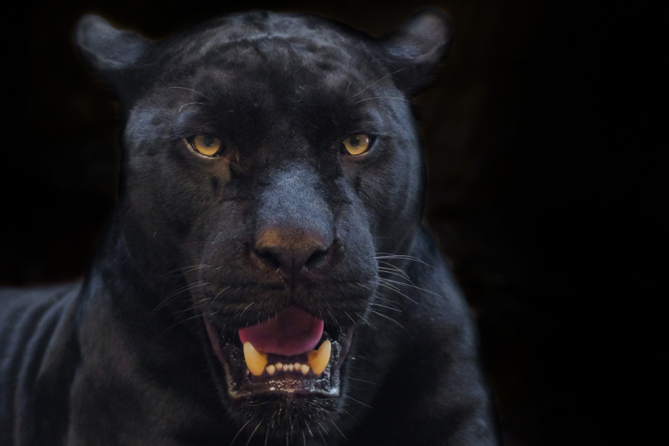 The black leopard made short work of his victim (stock image).