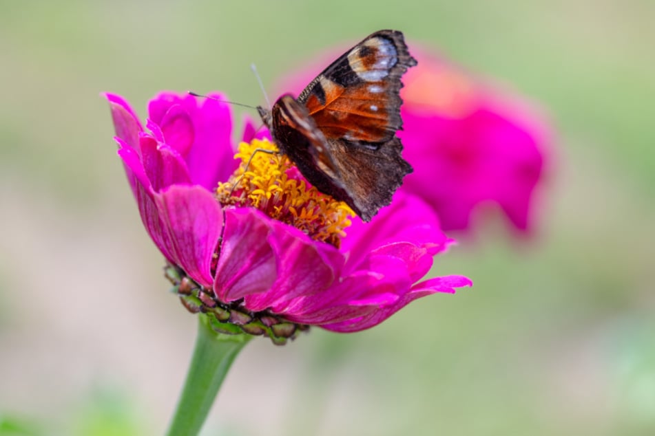 Bienen, Schmetterlinge und andere Nützlinge sind auf der Plantage ausdrücklich erwünscht.