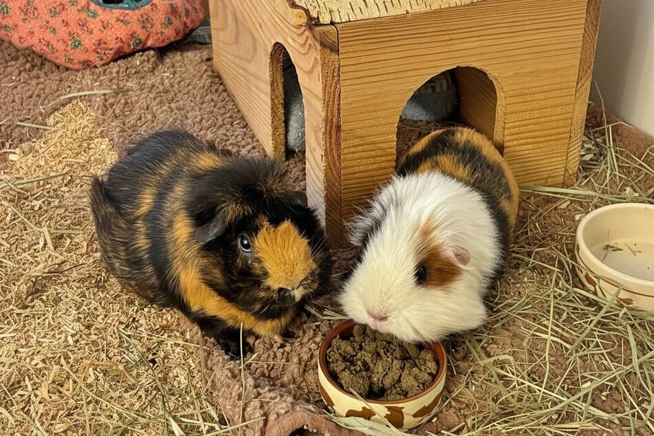 Teddy (l.) und Juna sind ein Herz und eine Seele und wollen zusammen bleiben.