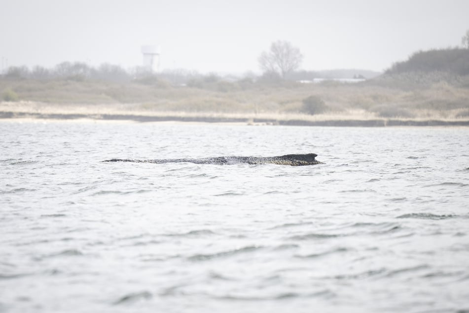 Der Wal ist diesmal nicht gestrandet, schafft es aber nicht aus eigener Kraft, weiterzuschwimmen.