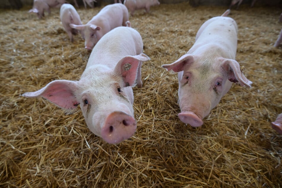 Paul (22) hätte die Schweine lieber Namen wie "Schnitzel" und "Knacker" gegeben. Das gefiel der Bayerin Sarah (20) absolut nicht.