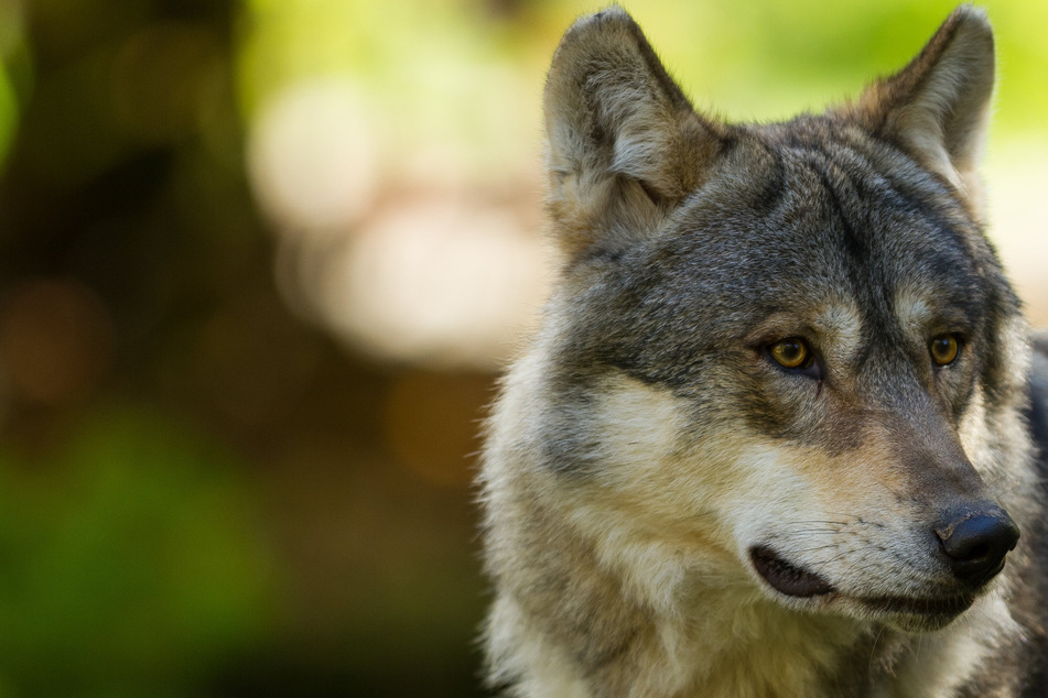 Gefährliche Wölfe in Hessen? Das sagt der Bauernpräsident dazu