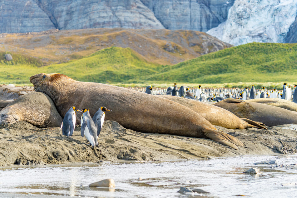 Southern elephant seals are often as big as a bus.