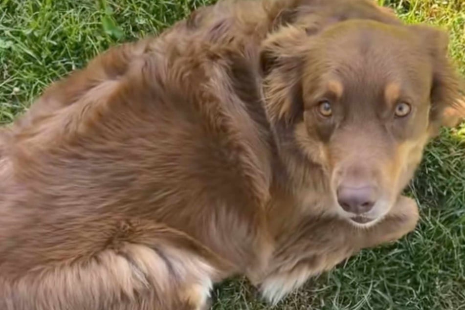 Dog owner is shocked when she sees what her mother-in-law has done to her pup!