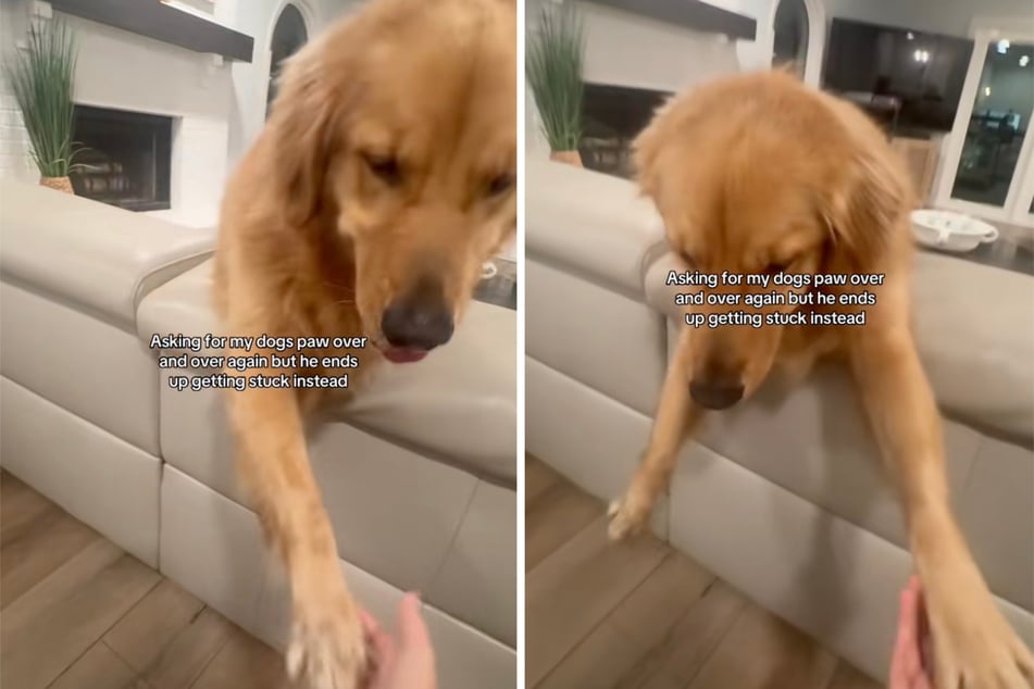 Eigentlich hatte der Streich an Golden Retriever Oliver ganz harmlos angefangen ...