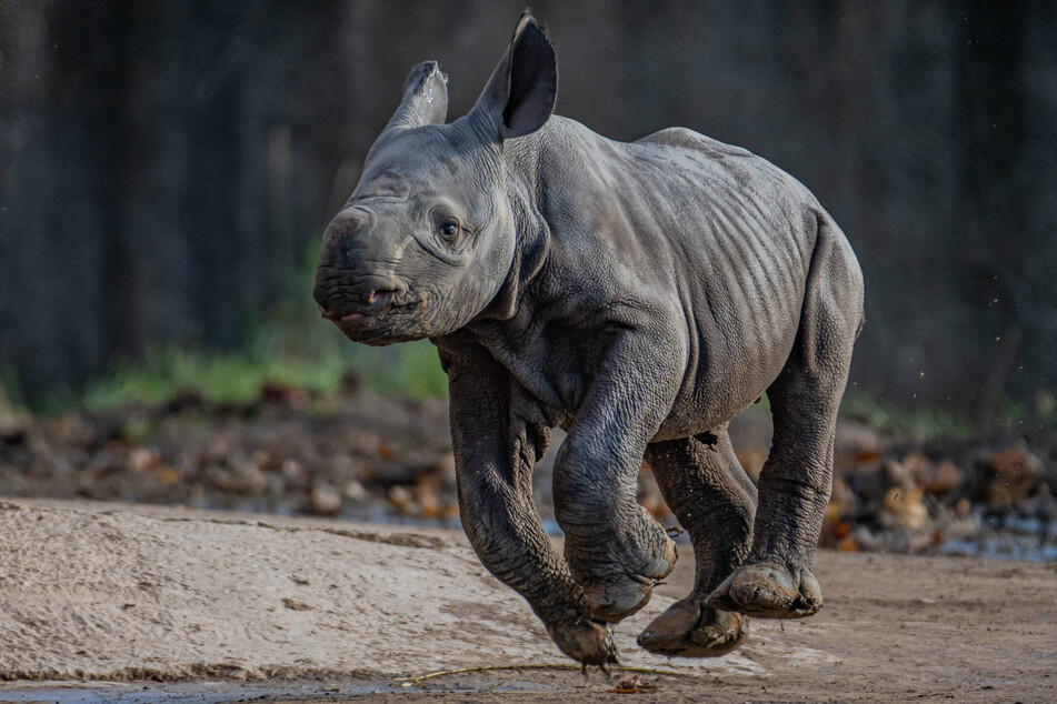 The black baby rhino is healthy, "very inquisitive and full of energy."