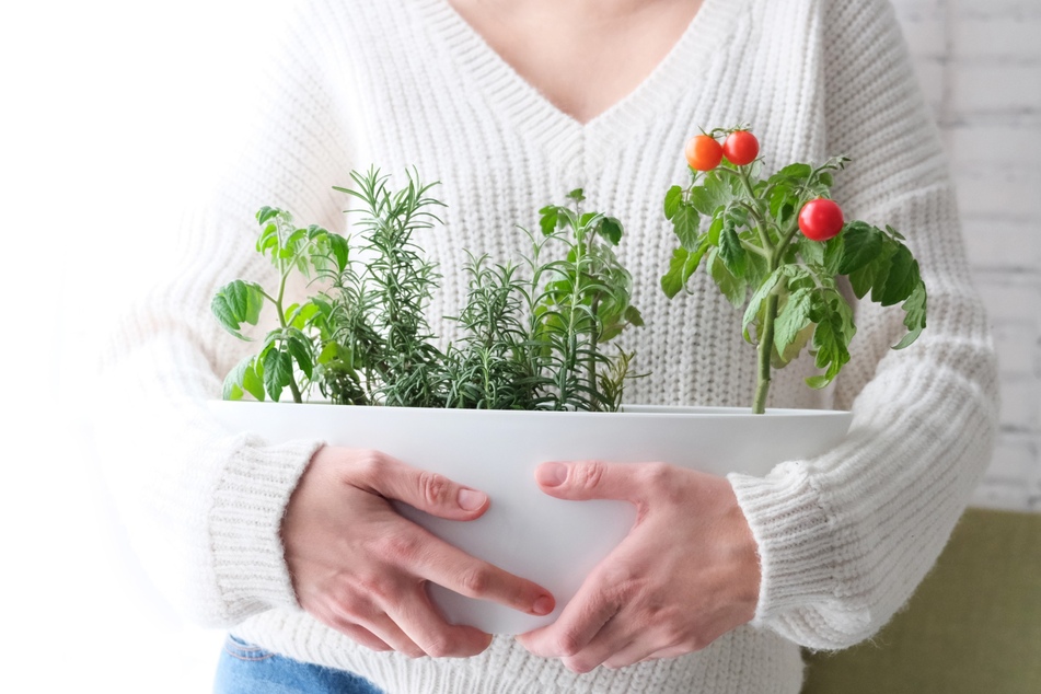 Gemüse drinnen anbauen: Als Gemüse auf der Fensterbank eignen sich nicht nur Kräuter und Tomaten.