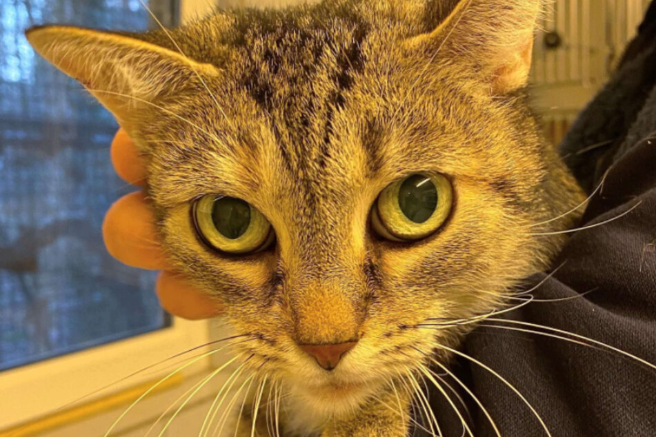 Katze "Rosi" kam im stolzen Alter von 17 Jahren ins Tierheim nach Köln-Dellbrück.