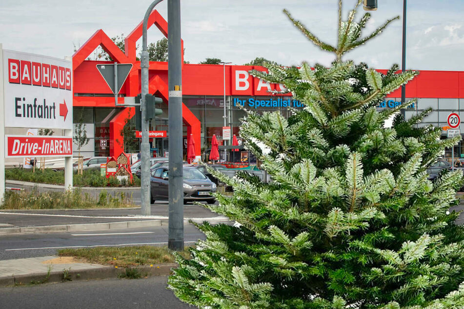 Bauhaus Dresden startet großen WeihnachtsbaumVerkauf mega günstig TAG24