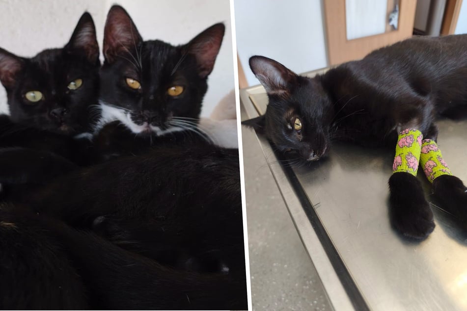 Schon sieben tote Kitten nach Parvo-Ausbruch: Tierschützer kämpfen verzweifelt um jedes Leben