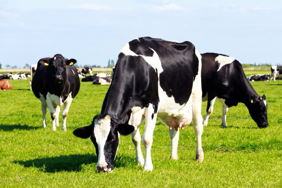 Die betroffenen Kühe waren laut ersten Informationen zum Infektionszeitpunkt auf der Weide. (Symbolbild)