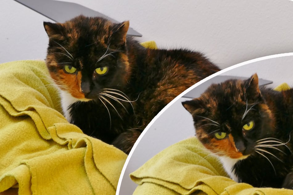 Seltene Schildpatt-Katze im Münchner Tierheim: Findet schüchterne Glückskatze Rosina bald ihr Happy End?