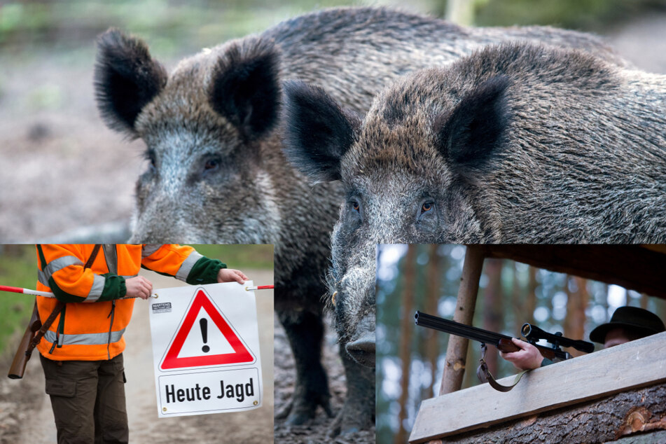 Wegen der Afrikanischen Schweinepest sind Sachsens Jäger seit Monaten dazu aufgerufen, so viele Wildschweine wie nur möglich zu erlegen. Der Auftrag könnte nun erweitert werden.