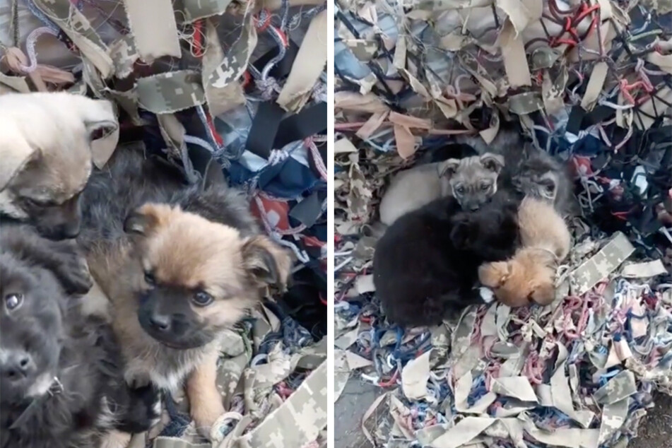 A group of puppies helped protect a litter of newborn kittens.