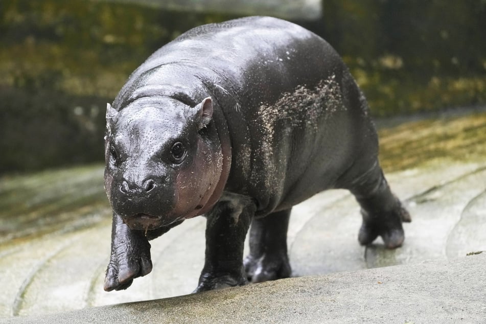 Einmal in seinem Leben das Baby-Flusspferd Moo Deng sehen. Das war der größte Wunsch des kleinen Nong Auto (†5).