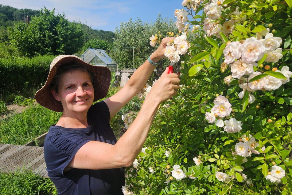 Hier schneidet Kleingärtnerin Marion Goetz (62) Ramblerrosen zurecht - eine robuste, insektenfreundliche Pflanze.