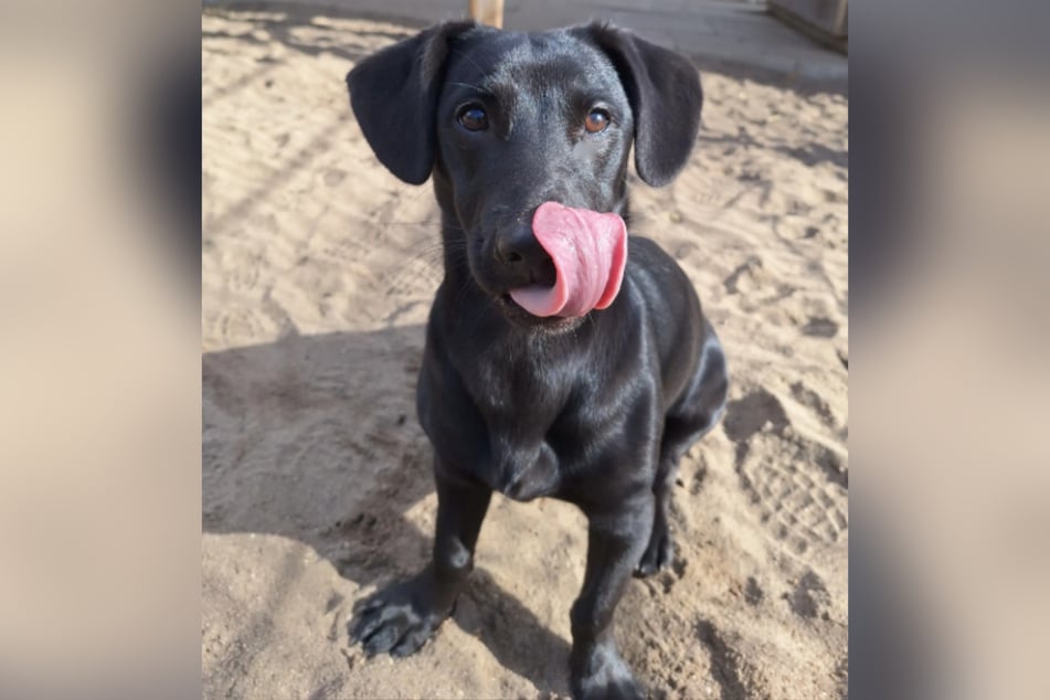 Wenn der Hündin etwas nicht passt, gibt sie das durch Bellen und Winseln zu verstehen.