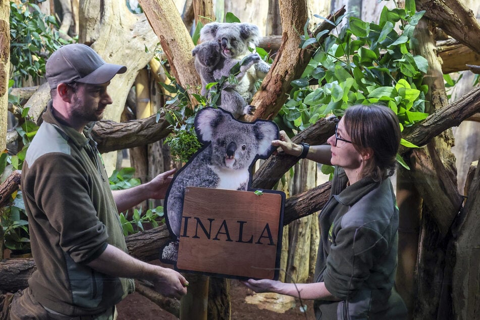 Philipp Hünemeyer (l.) kümmert sich im Zoo Leipzig unter anderem um die Koalas. Hier war er bei der Taufe von Inala.