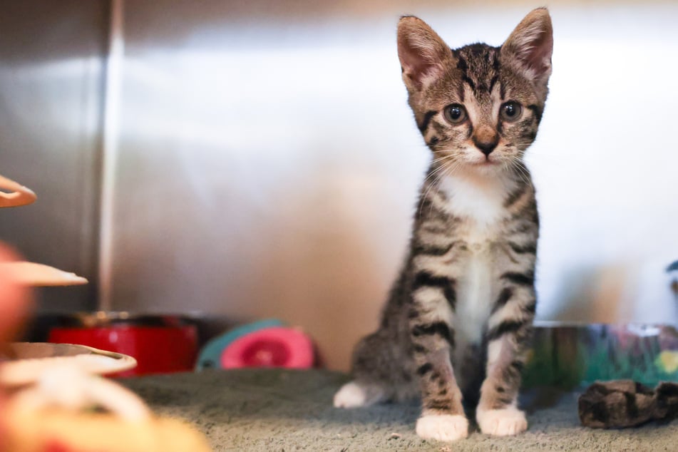 Día Internacional del Gato: Defensores de los animales exigen la obligatoriedad de la esterilización