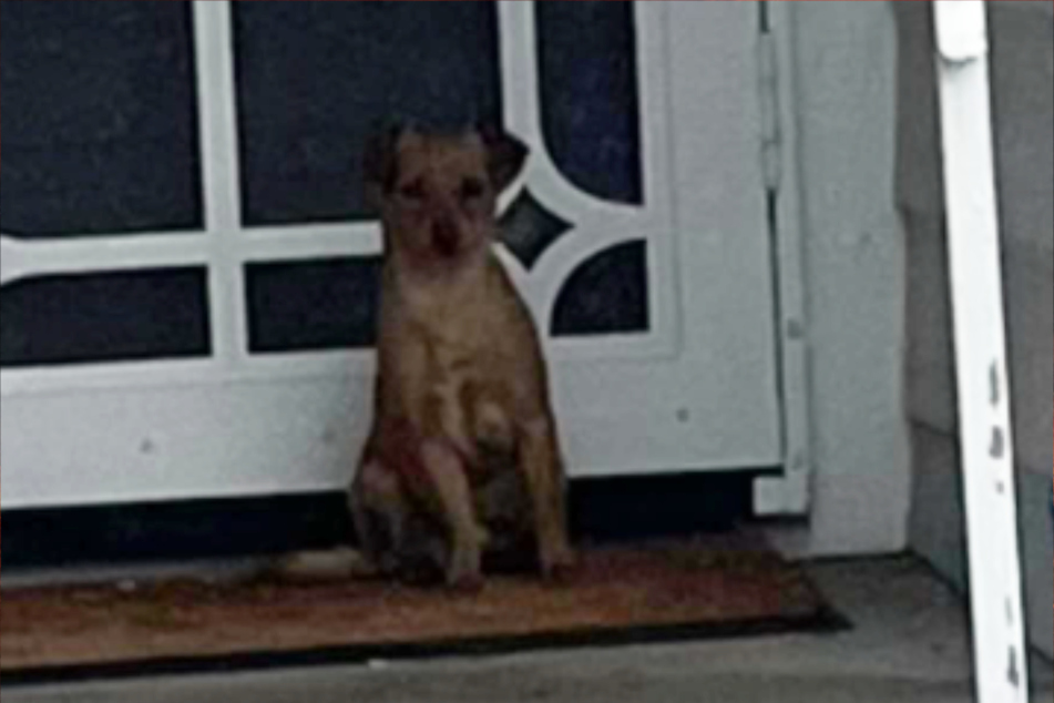 Um sich vor dem Regen zu schützen, versteckte sich der Hund auf der Veranda eines Hauses.