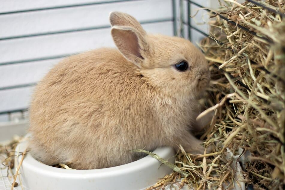Unter anderem wurden auch völlig verwahrloste Kaninchen gerettet. (Symbolbild)