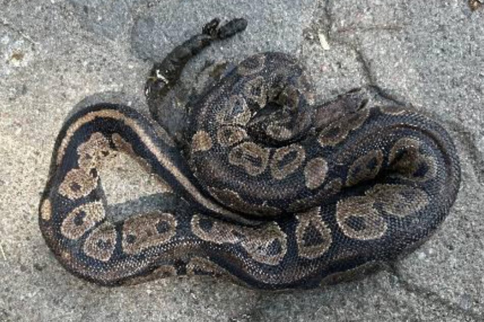 Diese Königspython wurde auf einem Bauernhof nahe Bremervörde entdeckt. Wer hat die Würgeschlange ausgesetzt?