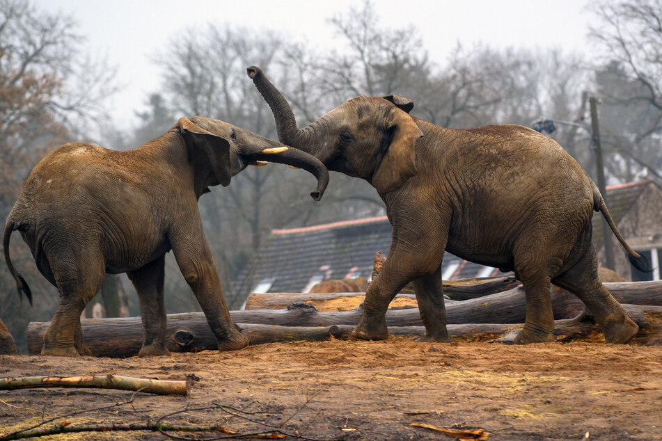 Tierärzte des Kölner Zoos und Elefantenexperten des Wuppertaler Zoos stellten fest, dass der Beinbruch irreparabel ist. (Symbolbild)