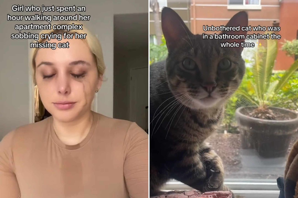 Flynn the cat gave his owner the fright of a lifetime after seemingly disappearing from their apartment! But where was he?