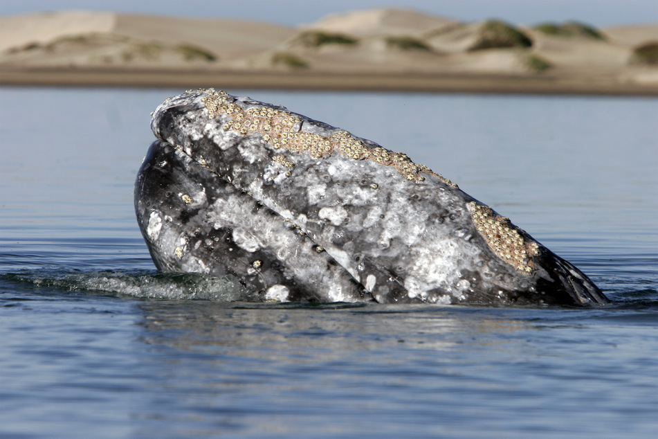 Before recognizing it, scientists first thought that it was a very sick right whale.