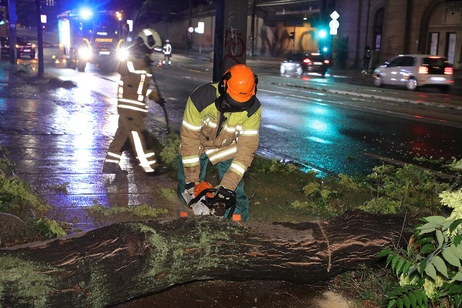 Die Feuerwehr Dresden zersägt einen umgekippten Baum.