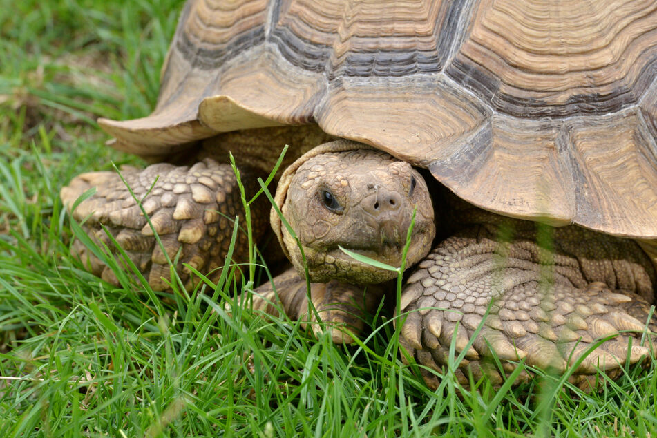Die Schildkröten gehören zu den kleinsten Tierarten im Freizeitpark.
