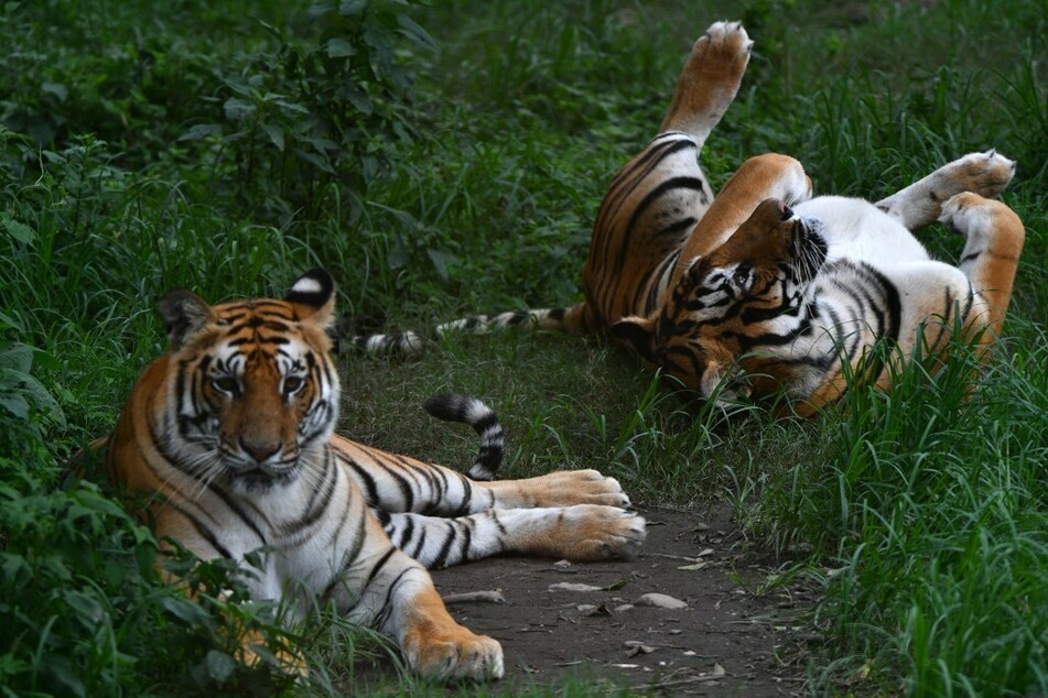 In Nepal gibt es jetzt dreimal so viele Tiger wie noch vor zehn Jahren.