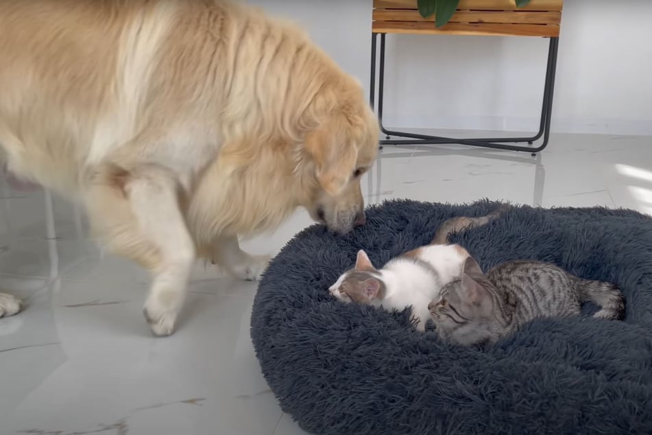 Golden Retriever Bailey ist schwer irritiert: Was machen die Katzen auf seinem Platz?