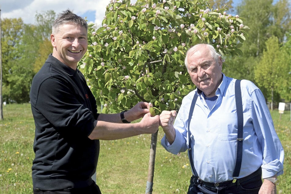 Dresden: Obst statt fliegende Fäuste: Boxtrainer Ulli Wegner wird zum Baumpaten