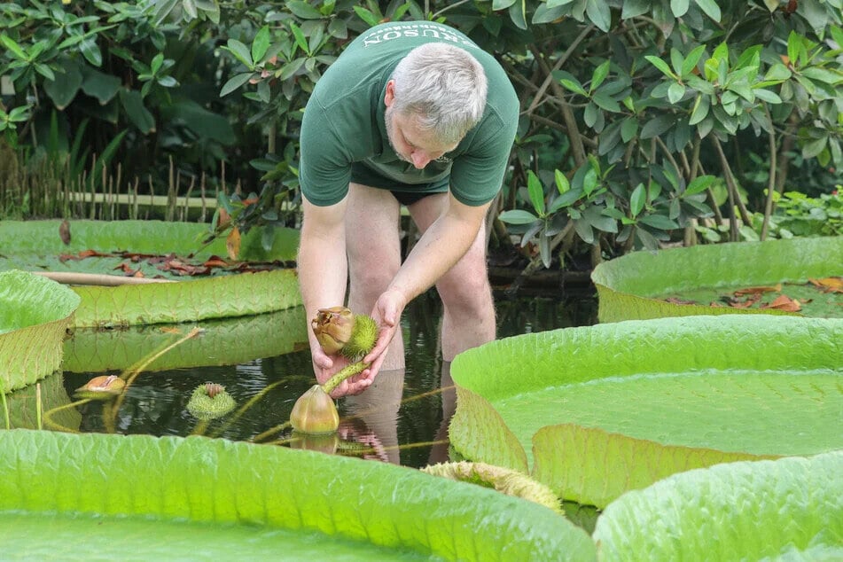 Die Gruson Gewächshäuser sind zwar in und um Magdeburg bekannt, aber wurden bisher noch nicht von jedem besucht. (Archivfoto)